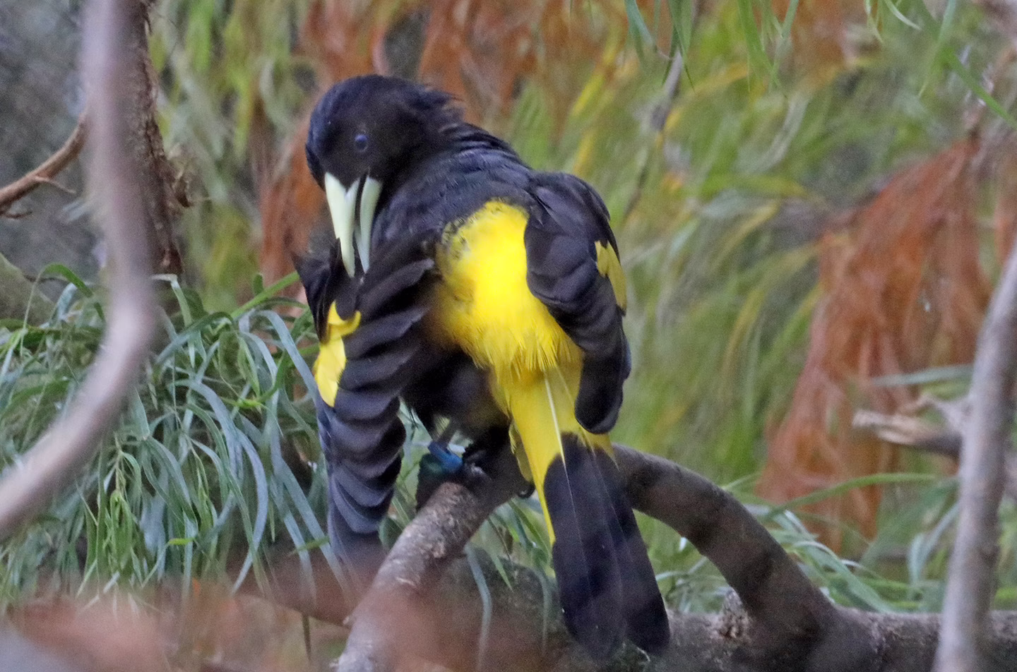 Yellow-rumped cacique