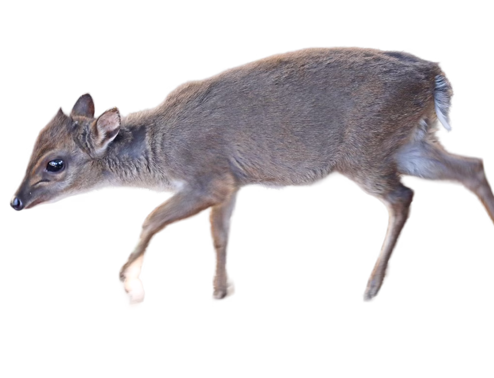 Blue duiker