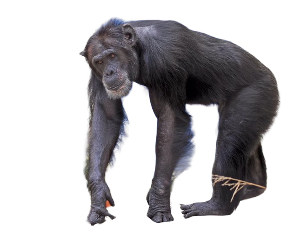Chimpanzee