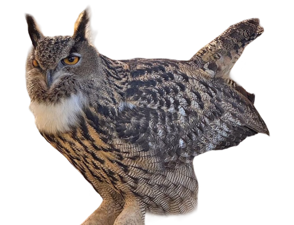 Eurasian Eagle Owl