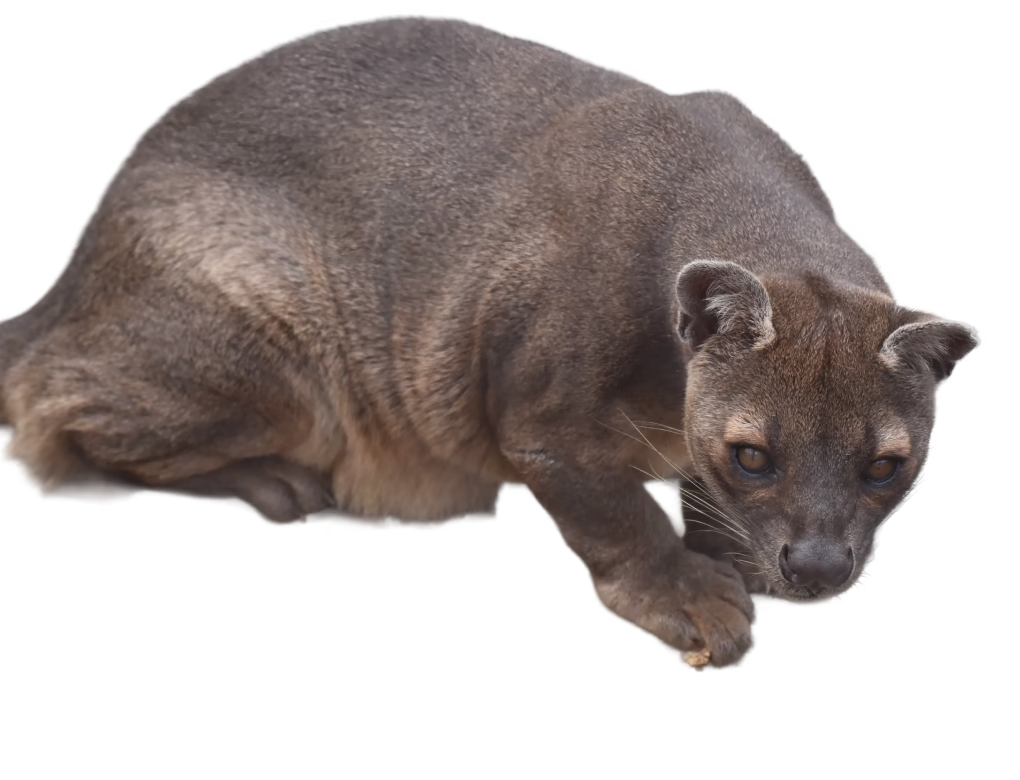 Fosa