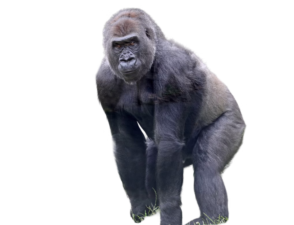 Western lowland gorilla