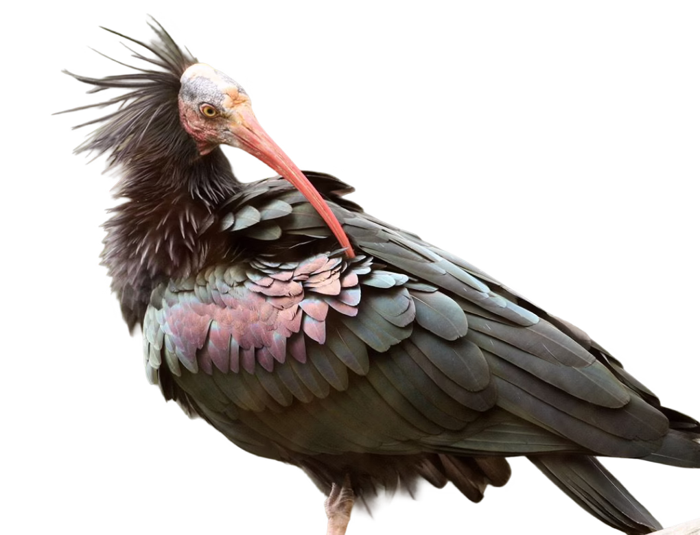 Waldrapp ibis
