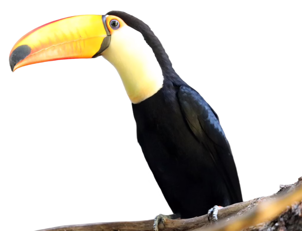 Toco toucan