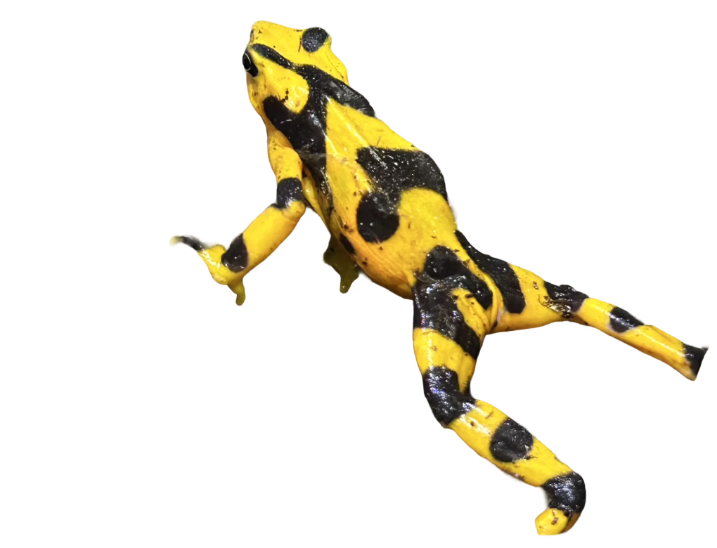 Panamanian golden frog