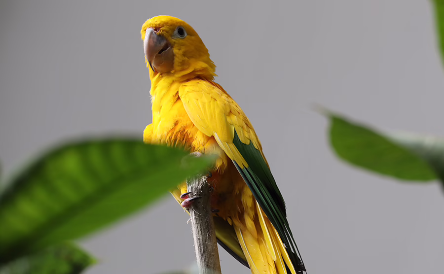Golden conure