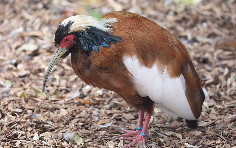 Madagascar crested ibis