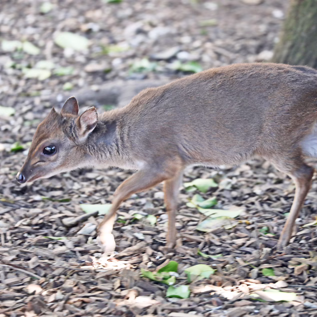 BlueDuiker