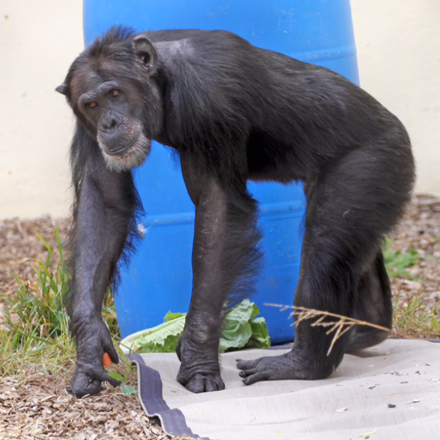Chimp