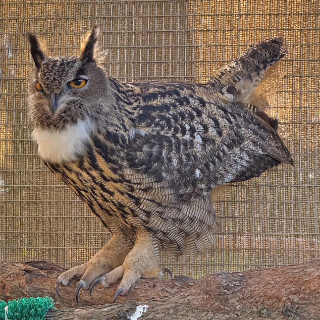 EagleOwl