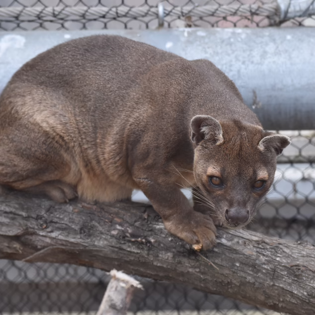 Fosa