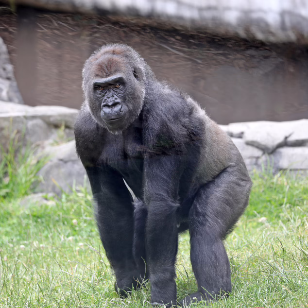 Gorilla