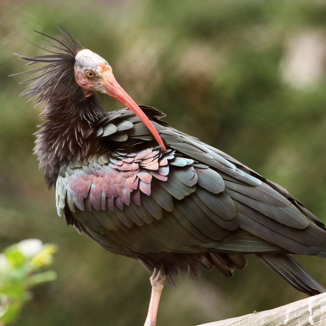 Ibis