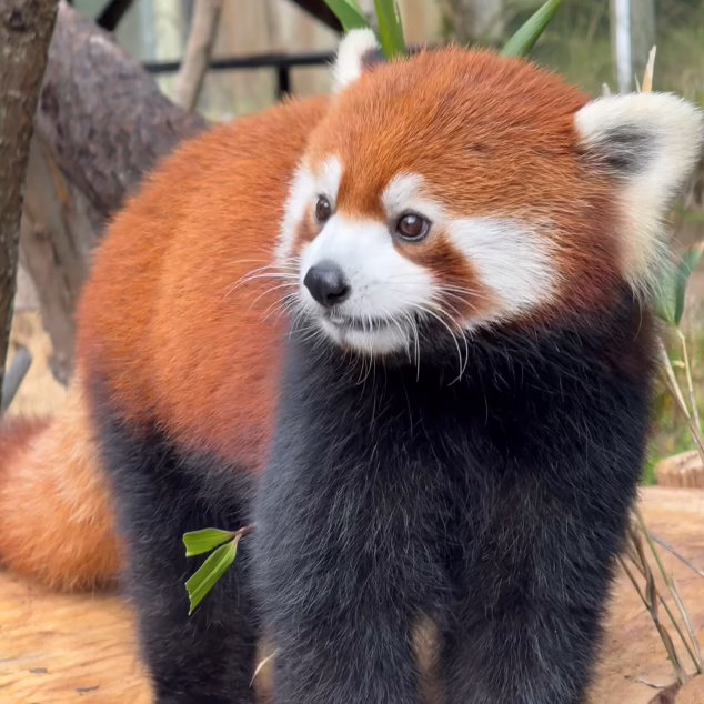 RedPanda