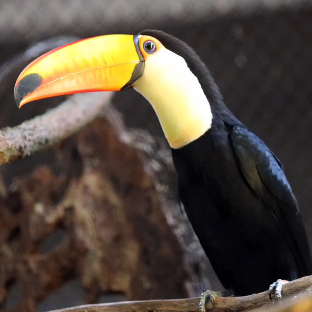 Toucan