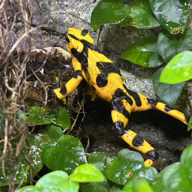 Golden Frog