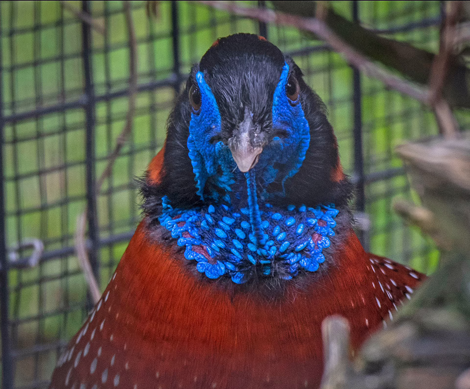 Satyr Tragopan