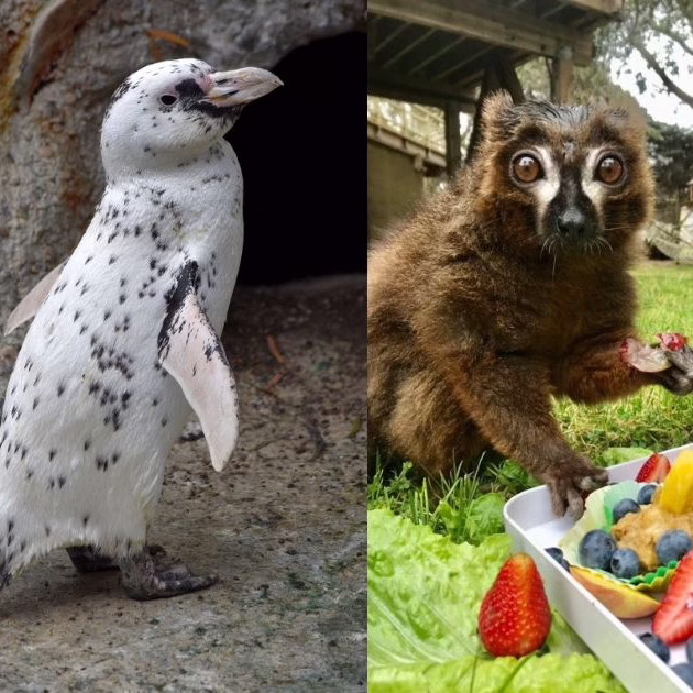 SF Zoo Mourns the Loss of Two Beloved Animals