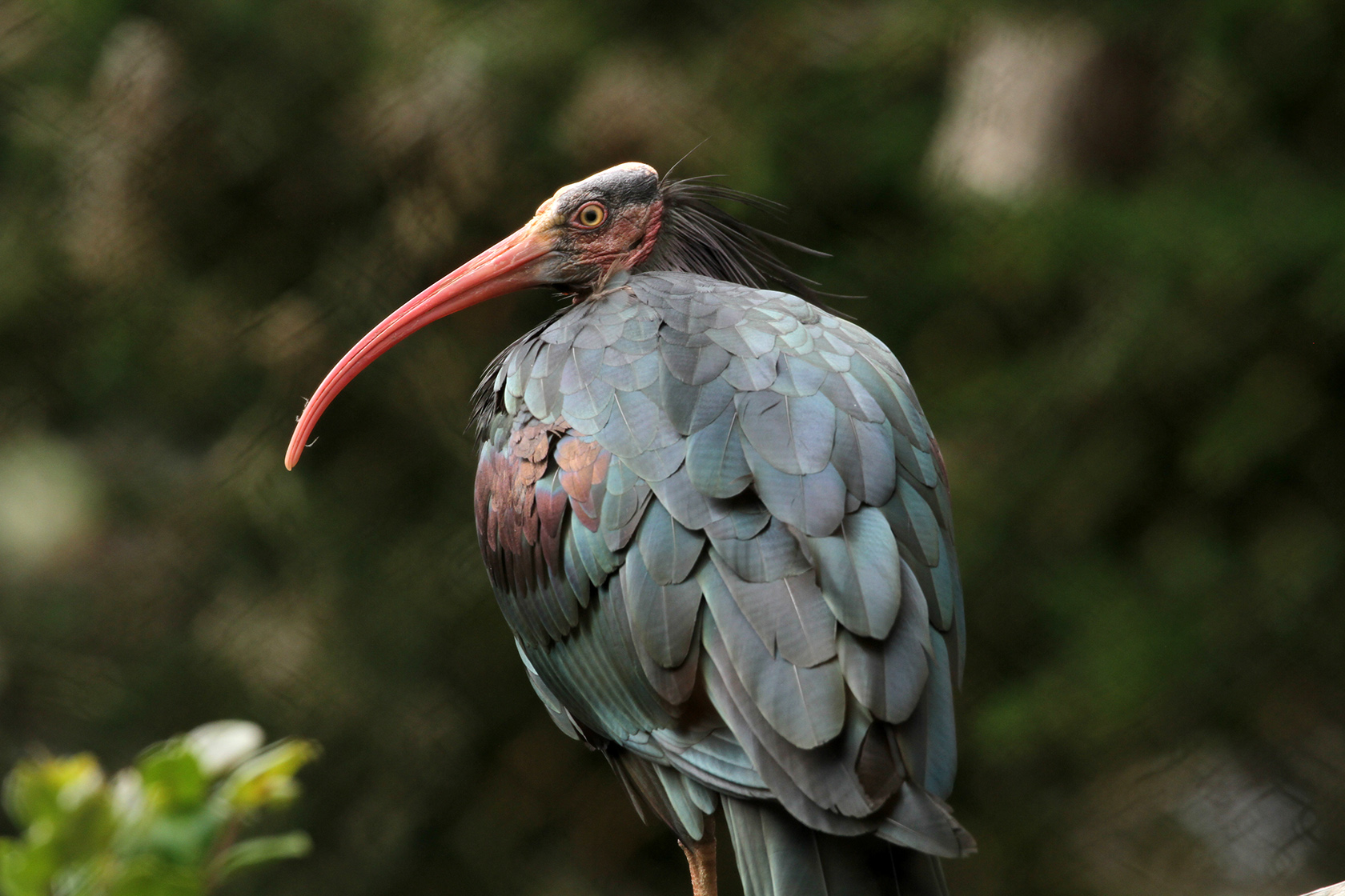Waldrapp ibisNC_resize
