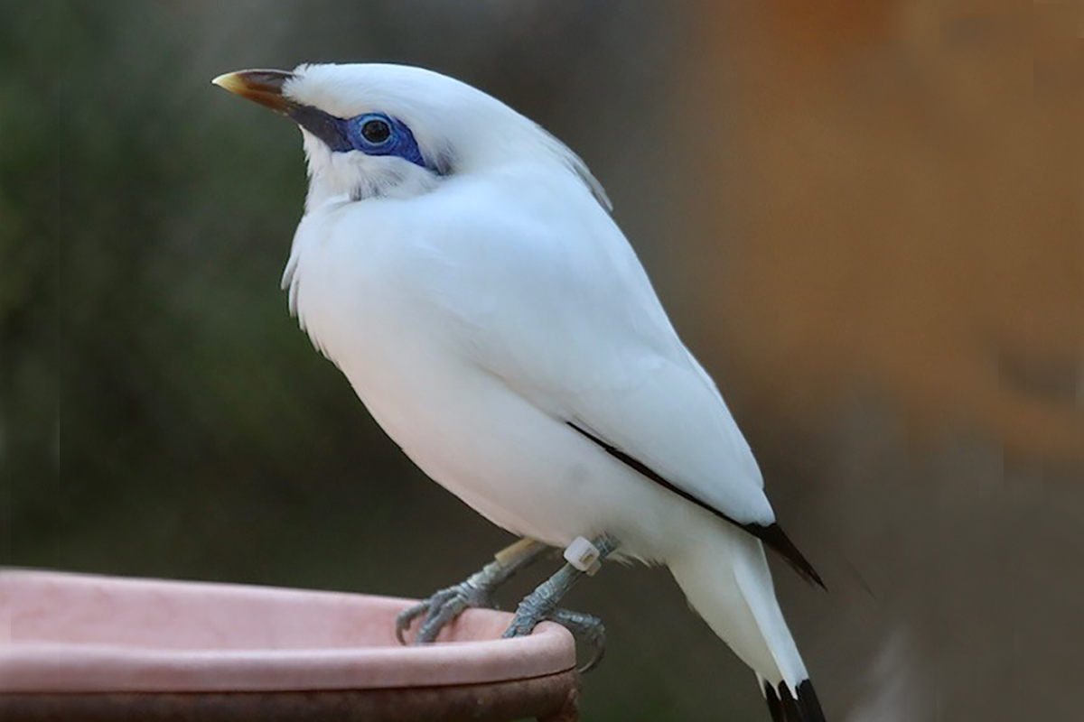 Bali-myna-SF-2