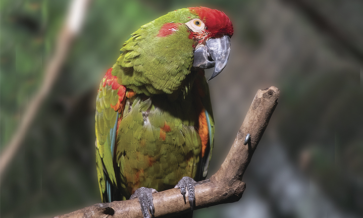 red-fronted-macaw