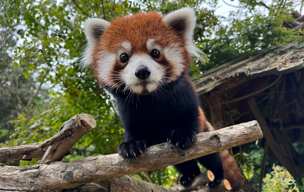 Red panda Little mebo_NC5_resize-crop