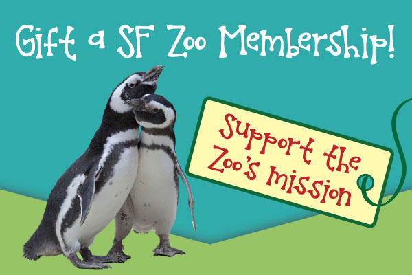 Gorilla Trek VR Experience