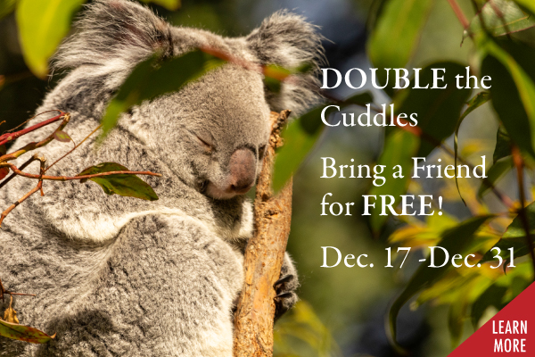 Sunset Fridays promotional tile. An after hours event for the whole family!