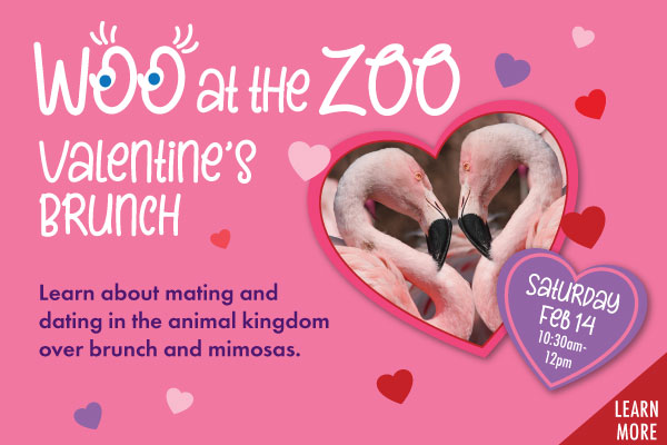 Newest VR experience, Dinosaur Evolution. Has a buy one get one special.