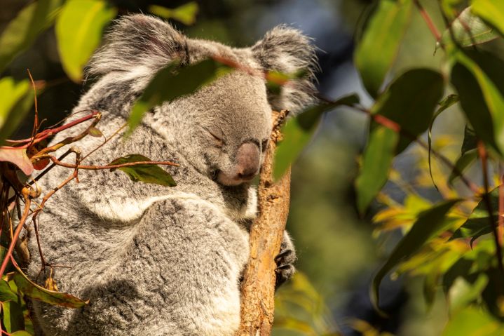 koala_resized