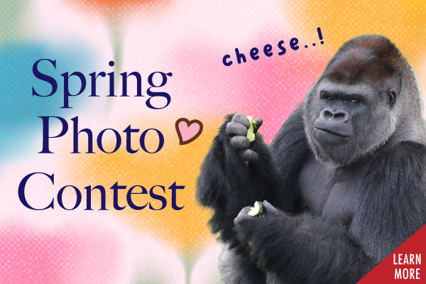 Child hugging plushy. This links to the online store of San Francisco Zoo & Gardens.