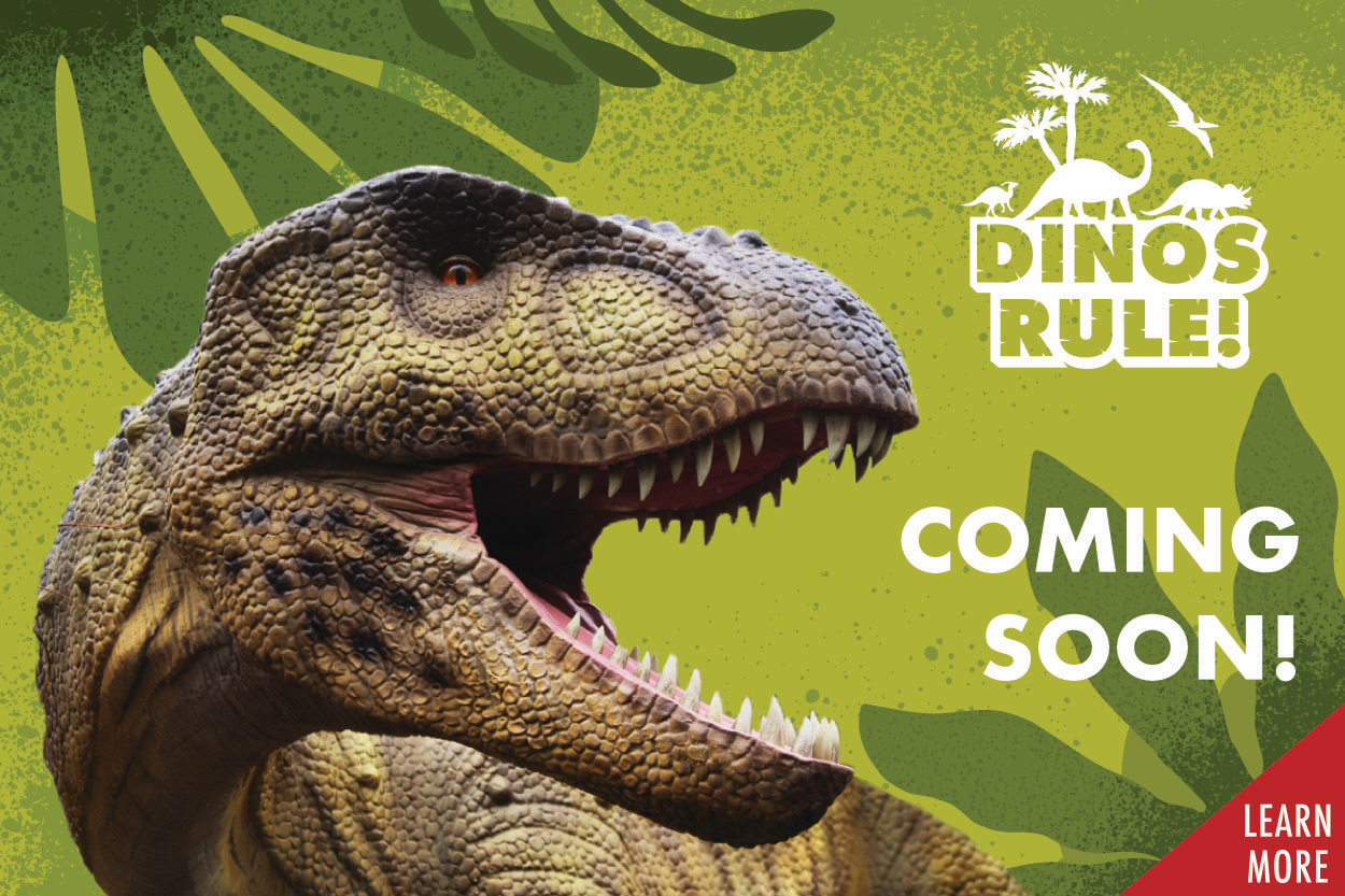 Dinos Rule_Website Tile Sunset Fridays promotional tile. An after hours event for the whole family!