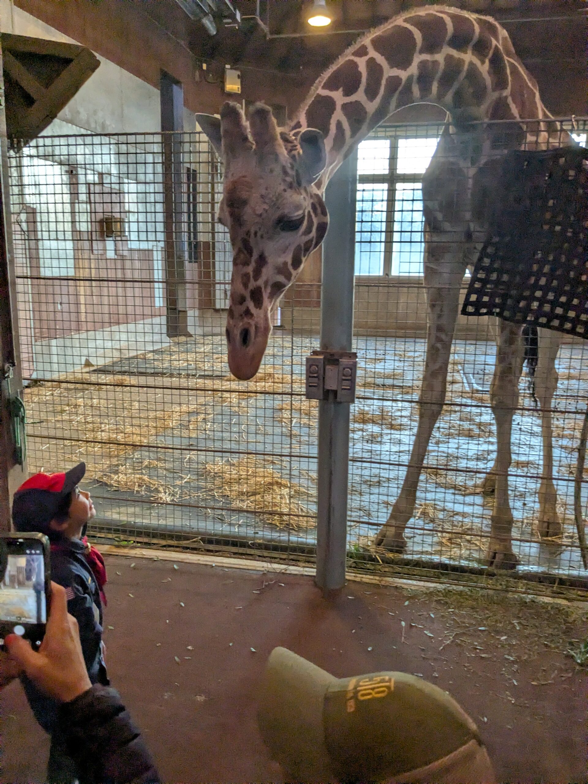 Close animal encounter
