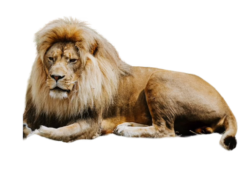African lion