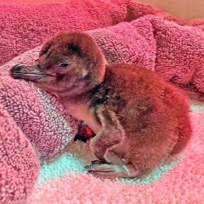 SF Zoo Welcomes Three Penguin Chicks