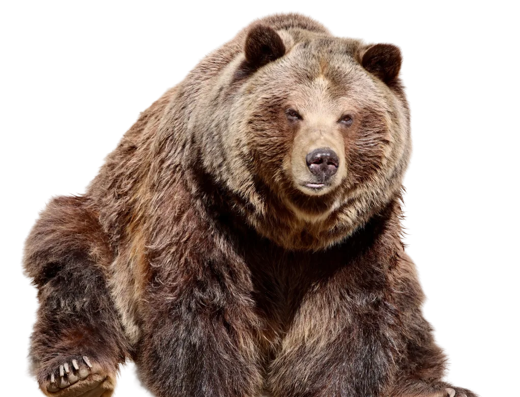 Grizzly bear