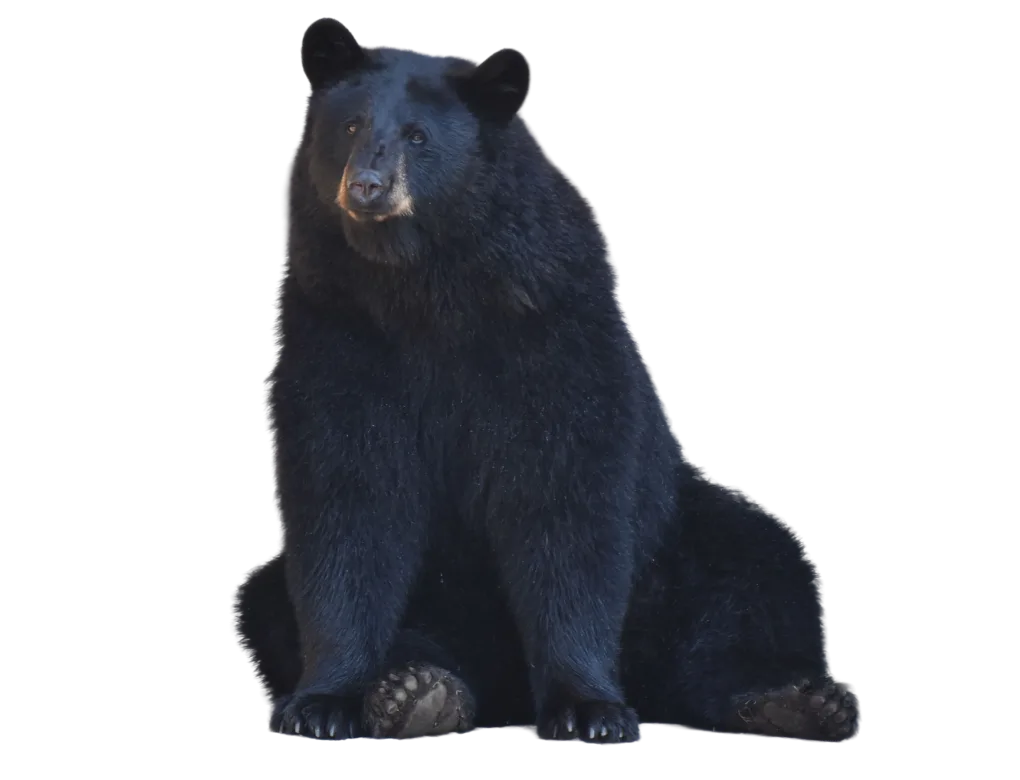 American black bear