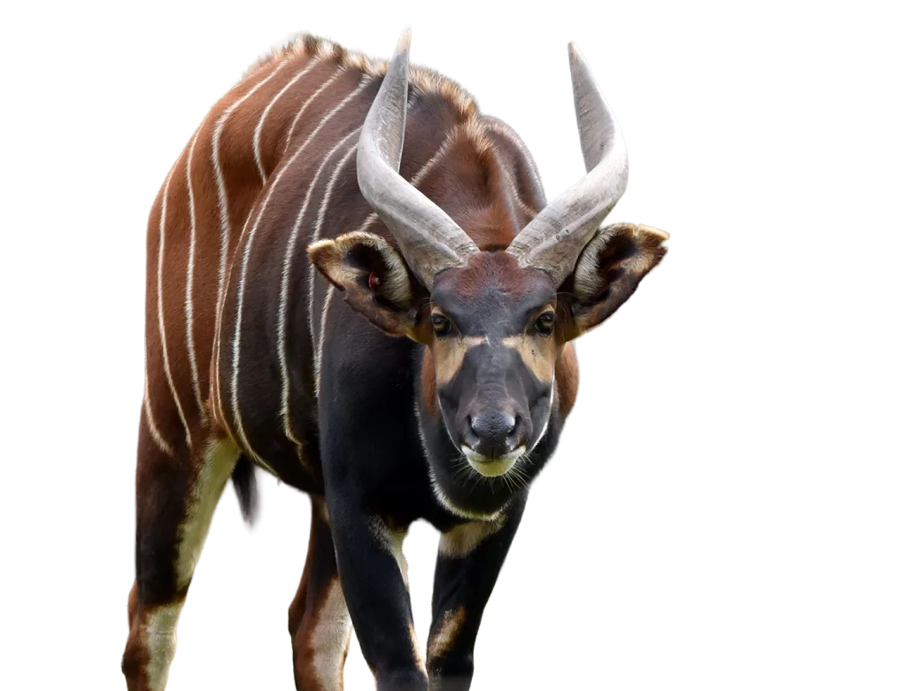 Eastern mountain bongo
