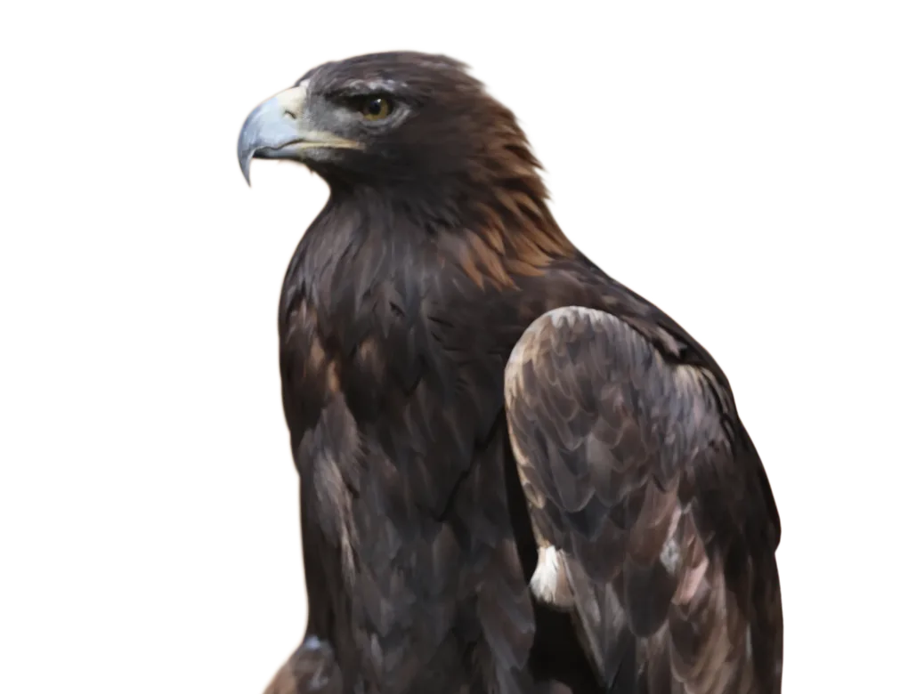 Golden Eagle