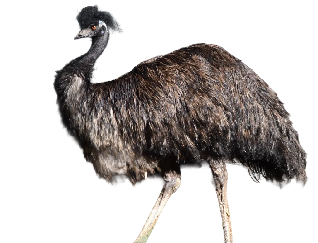 Emu