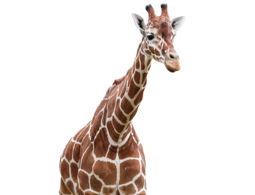 Reticulated giraffe