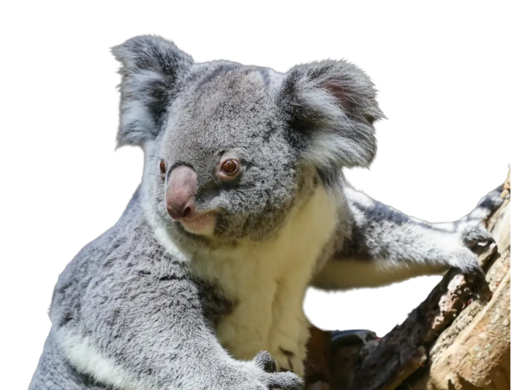 Koala