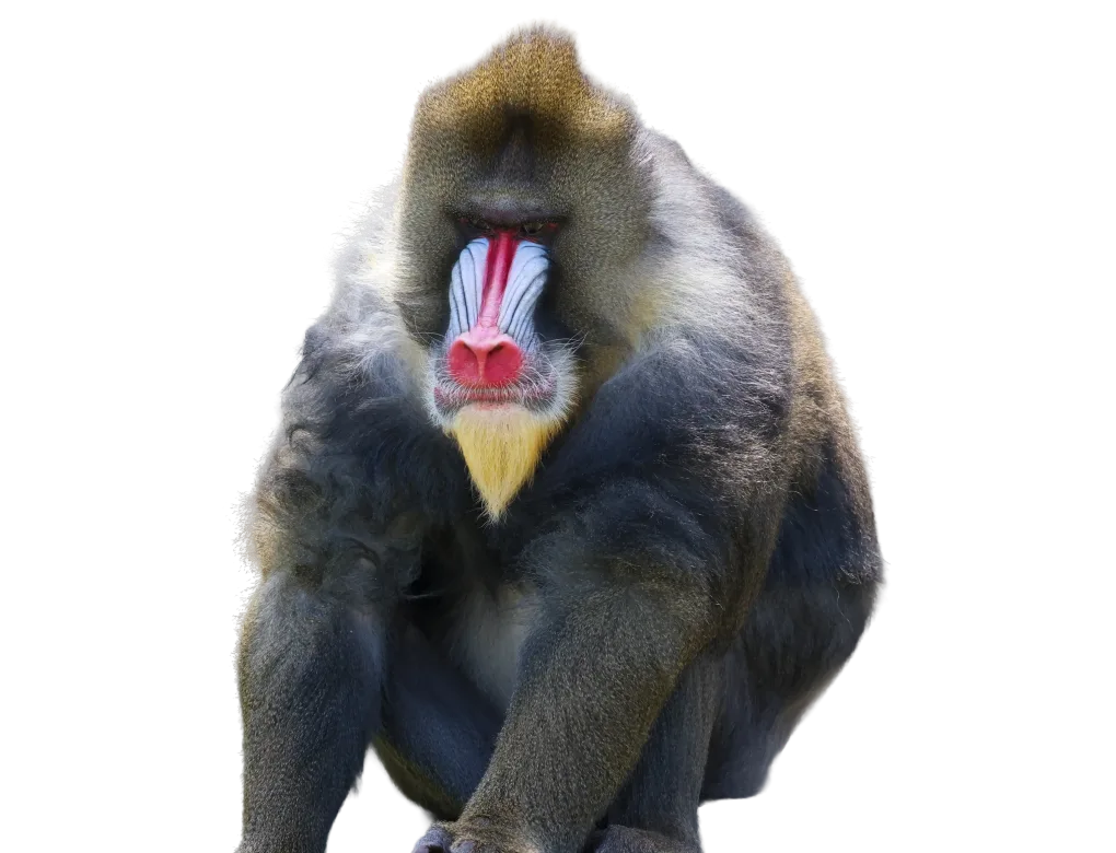 Mandrill
