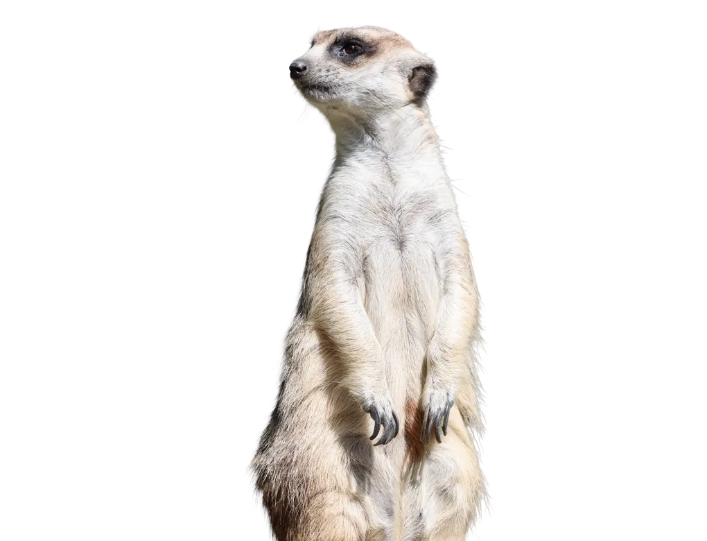 Slender-tailed meerkat