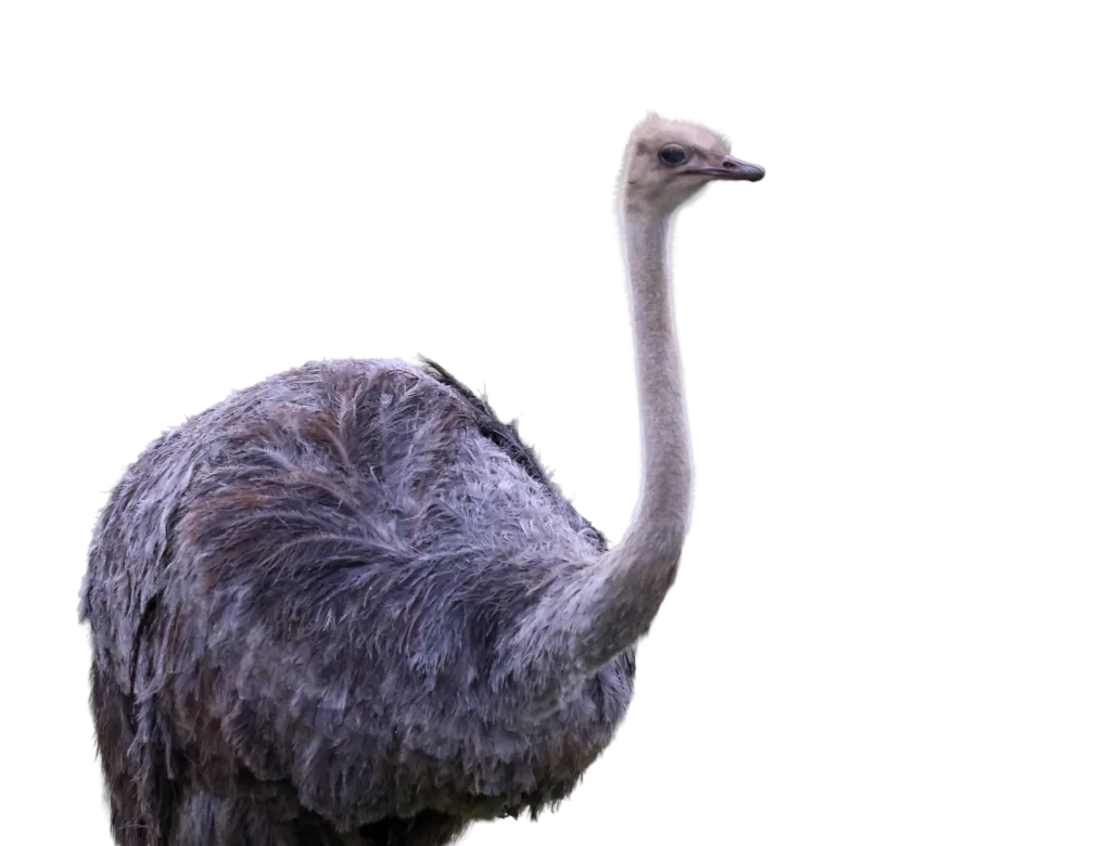 Ostrich