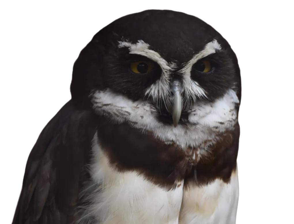 Spectacled Owl