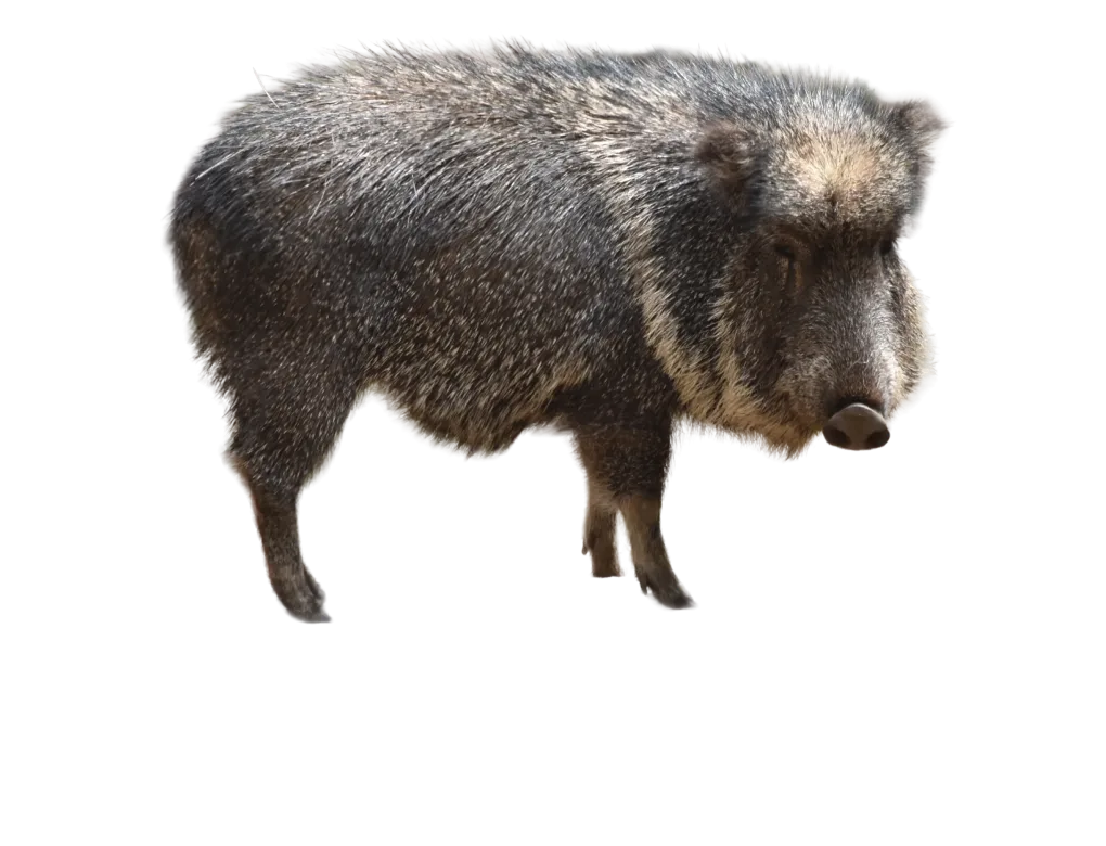 Chacoan Peccary
