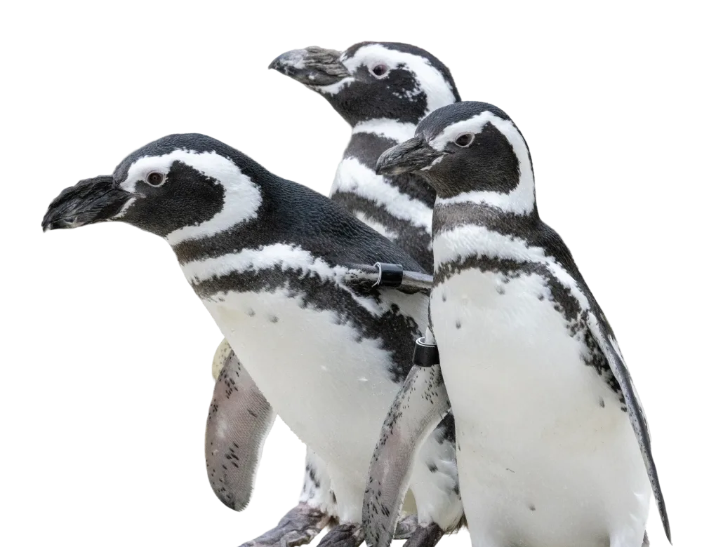Magellanic penguin