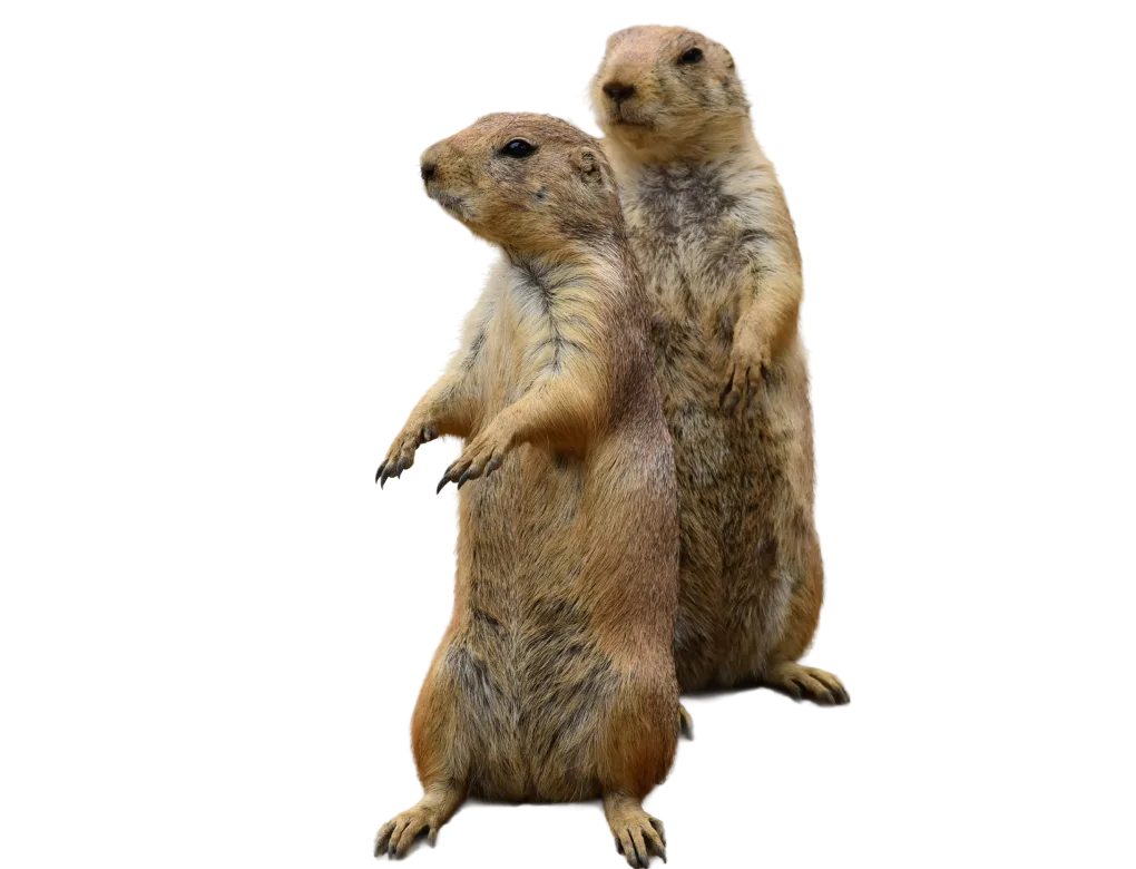 Black-tailed prairie dog