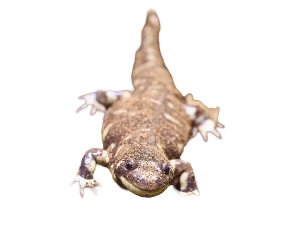 California tiger salamander